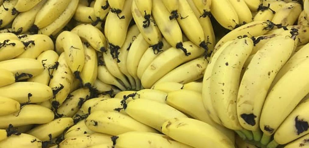 Meet Our Banana Grower
