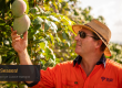 Farmer checking mangoes on a tree. Gin Gin and Dry mangoes are sourced from several high quality growers during the mango season Australia.