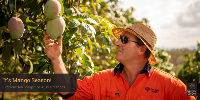 Farmer checking mangoes on a tree. Gin Gin and Dry mangoes are sourced from several high quality growers during the mango season Australia.