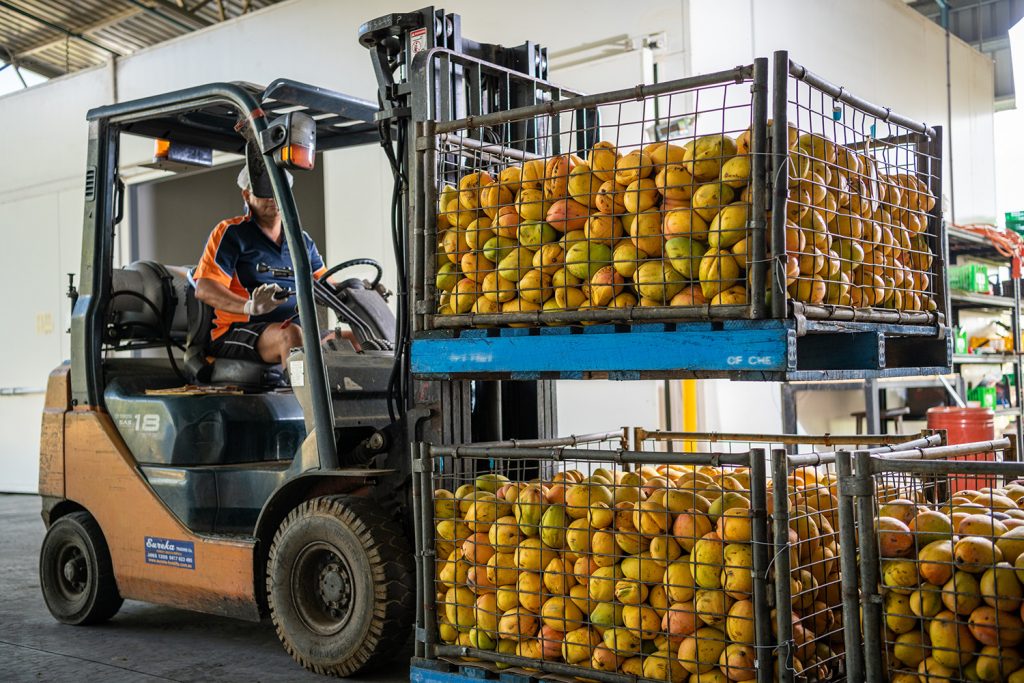 Juicy mangoes selected for their premium quality.
