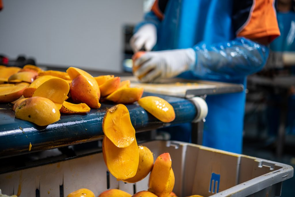 Hand trimming mangoes before drying.