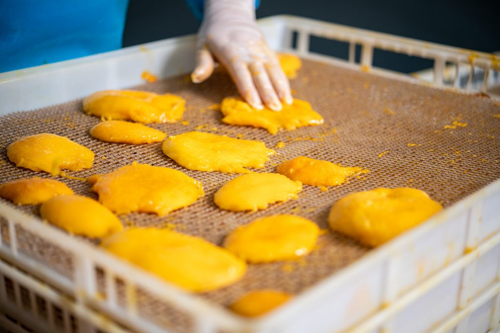 Laying mangoes on drying trays before placing into dehydrating tunnels.